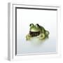 Frog Wearing Beard-Christopher C Collins-Framed Photographic Print