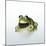 Frog Wearing Beard-Christopher C Collins-Mounted Photographic Print