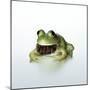 Frog Wearing Beard-Christopher C Collins-Mounted Photographic Print