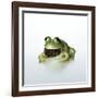 Frog Wearing Beard-Christopher C Collins-Framed Photographic Print