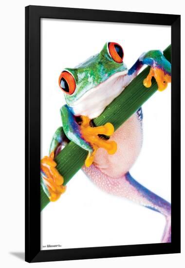 FROG-null-Framed Poster