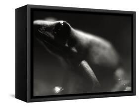 Frog-Henry Horenstein-Framed Stretched Canvas