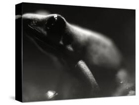 Frog-Henry Horenstein-Stretched Canvas