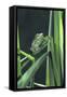 Frog-null-Framed Stretched Canvas