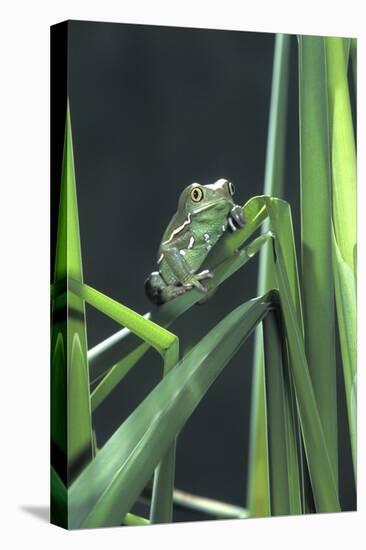 Frog-null-Stretched Canvas