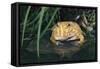 Frog-null-Framed Stretched Canvas