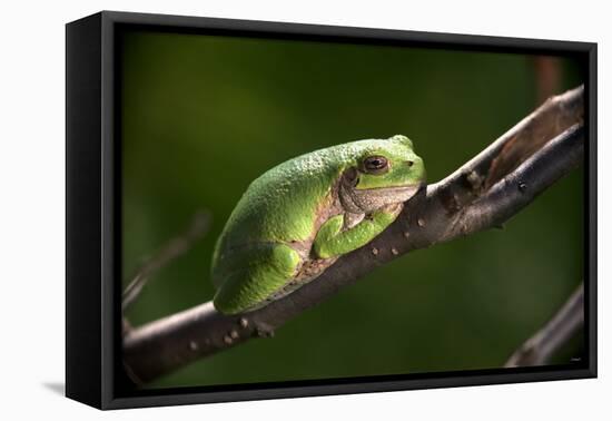 Frog-Gordon Semmens-Framed Stretched Canvas