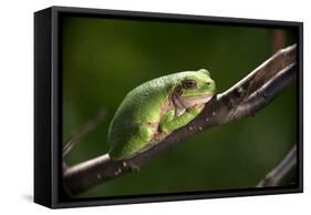 Frog-Gordon Semmens-Framed Stretched Canvas