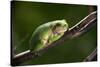 Frog-Gordon Semmens-Stretched Canvas