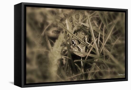 Frog-Gordon Semmens-Framed Stretched Canvas