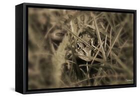 Frog-Gordon Semmens-Framed Stretched Canvas