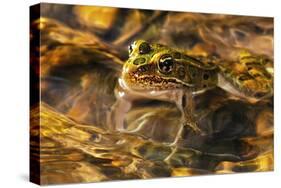 Frog-Gordon Semmens-Stretched Canvas