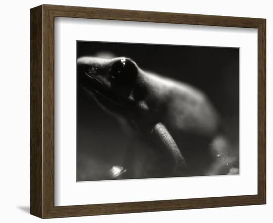 Frog-Henry Horenstein-Framed Photographic Print