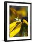 Frog-null-Framed Photographic Print