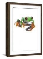 Frog-null-Framed Photographic Print