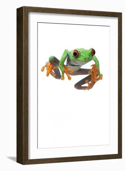 Frog-null-Framed Photographic Print