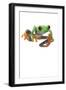 Frog-null-Framed Photographic Print