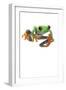 Frog-null-Framed Photographic Print