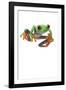 Frog-null-Framed Photographic Print