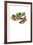 Frog-null-Framed Photographic Print