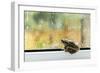 Frog-null-Framed Photographic Print