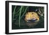 Frog-null-Framed Photographic Print