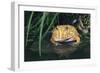 Frog-null-Framed Photographic Print