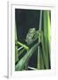 Frog-null-Framed Photographic Print