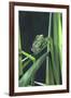 Frog-null-Framed Photographic Print