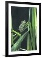 Frog-null-Framed Photographic Print