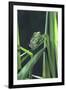 Frog-null-Framed Photographic Print