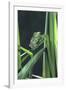 Frog-null-Framed Photographic Print