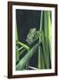 Frog-null-Framed Photographic Print