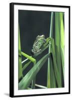 Frog-null-Framed Photographic Print