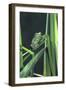 Frog-null-Framed Photographic Print