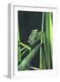 Frog-null-Framed Photographic Print