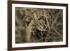 Frog-Gordon Semmens-Framed Photographic Print