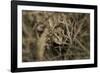 Frog-Gordon Semmens-Framed Photographic Print