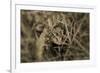 Frog-Gordon Semmens-Framed Photographic Print