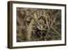 Frog-Gordon Semmens-Framed Photographic Print