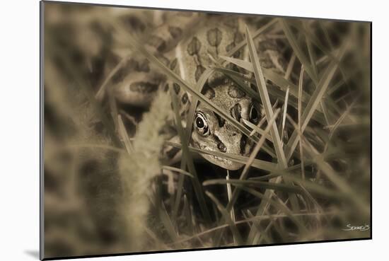 Frog-Gordon Semmens-Mounted Photographic Print