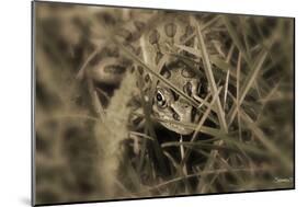 Frog-Gordon Semmens-Mounted Photographic Print