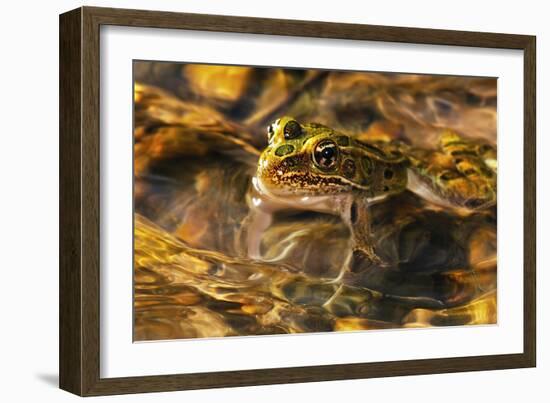 Frog-Gordon Semmens-Framed Photographic Print