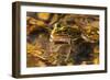 Frog-Gordon Semmens-Framed Photographic Print