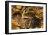 Frog-Gordon Semmens-Framed Photographic Print