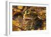 Frog-Gordon Semmens-Framed Photographic Print