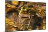 Frog-Gordon Semmens-Mounted Photographic Print