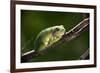 Frog-Gordon Semmens-Framed Photographic Print