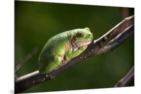 Frog-Gordon Semmens-Mounted Photographic Print