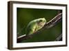 Frog-Gordon Semmens-Framed Photographic Print